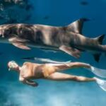 shark-tourism-boosts-conservation-efforts-study-finds.jpg
