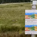 south-wales-rewetted-damaged-peatlands-monitoring-recorded-expanding-water-vole-signs-alongside-reco.avif