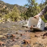 southern-california-once-had-so-many-of-these-mountain-frogs-that-people-could-barely-avoid-stepping.avif