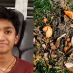 teenager-tests-cow-chicken-fish-and-bat-manure-and-finds-that-cow-fertiliser-holds-the-richest-mix-o.avif