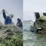 texas-biologists-turn-160-christmas-trees-into-an-underwater-fish-reef.jpg