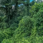 texas-is-offering-landowners-up-to-7000-to-remove-invasive-plants-that-are-quietly-choking-out-nativ.avif