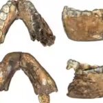 the-fossils-were-excavated-at-the-drimolen-main-quarry-part-of-south-africas-cradle-of-humankind.jpg