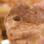 the-neanderthals-left-shoulder-blade-had-a-circular-hole-about-15mm-wide-university-of-cambridge-pho.avif