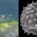 the-oldest-definitive-animal-fossils-date-to-around-574-million-years-ago-just-before-the-dramatic-d.avif