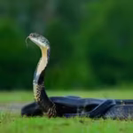 the-research-examined-more-than-450-snake-species-from-around-the-world-rather-than-looking-at-colou.avif