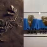 the-researchers-examined-fossils-from-ancient-coastal-environments-associated-with-the-western-inter.avif