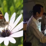 the-researchers-found-that-butterflies-did-not-redesign-their-entire-visual-system-instead-they-effe.avif