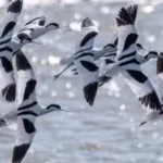 the-soil-was-used-to-lift-the-ground-and-form-wetlands-designed-to-provide-feeding-nesting-and-refue.avif