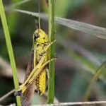thousands-of-rare-grasshoppers-released-in-norfolk-after-86-years-conservation-project-achieves-firs.avif