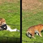 tiger.jpg