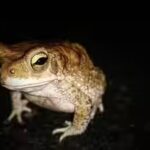 toads.jpg
