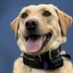trina-a-labrador-from-sweden-had-found-a-missing-teenager-in-waikoloa-just-a-month-earlier.jpg