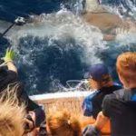 two-sisters-turned-their-childhood-love-of-the-ocean-into-a-65-foot-research-yacht-students-now-tag.avif