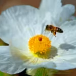 us-biologists-searching-the-mojave-desert-found-six-previously-unknown-mojave-poppy-bee-population-g.avif