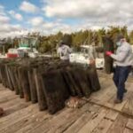 us-oyster-rescue-buys-7-million-oysters-for-35-reef-sites-helping-protect-1000-jobs.jpg