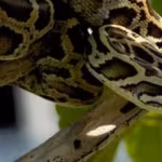 us-scientists-are-testing-drones-to-find-hidden-burmese-pythons-across-the-everglades-airborne-radio.avif