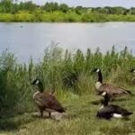 wetland.jpg