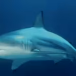 wild-blacktip-sharks-may-have-a-more-sophisticated-sense-of-hearing-than-scientists-previously-reali.avif