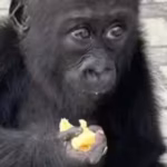 wildlife-traffickers-may-have-killed-her-family-to-capture-her-rescued-baby-gorilla-bili-begins-a-se.avif
