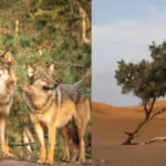 wolves-and-foxes-may-be-helping-plants-spread-across-the-sahara-desert-scientists-found-seeds-from-e.avif