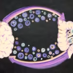 your-gut-bacteria-may-reveal-how-quickly-your-brain-is-ageing-ucla-researchers-found-specific-microb.avif